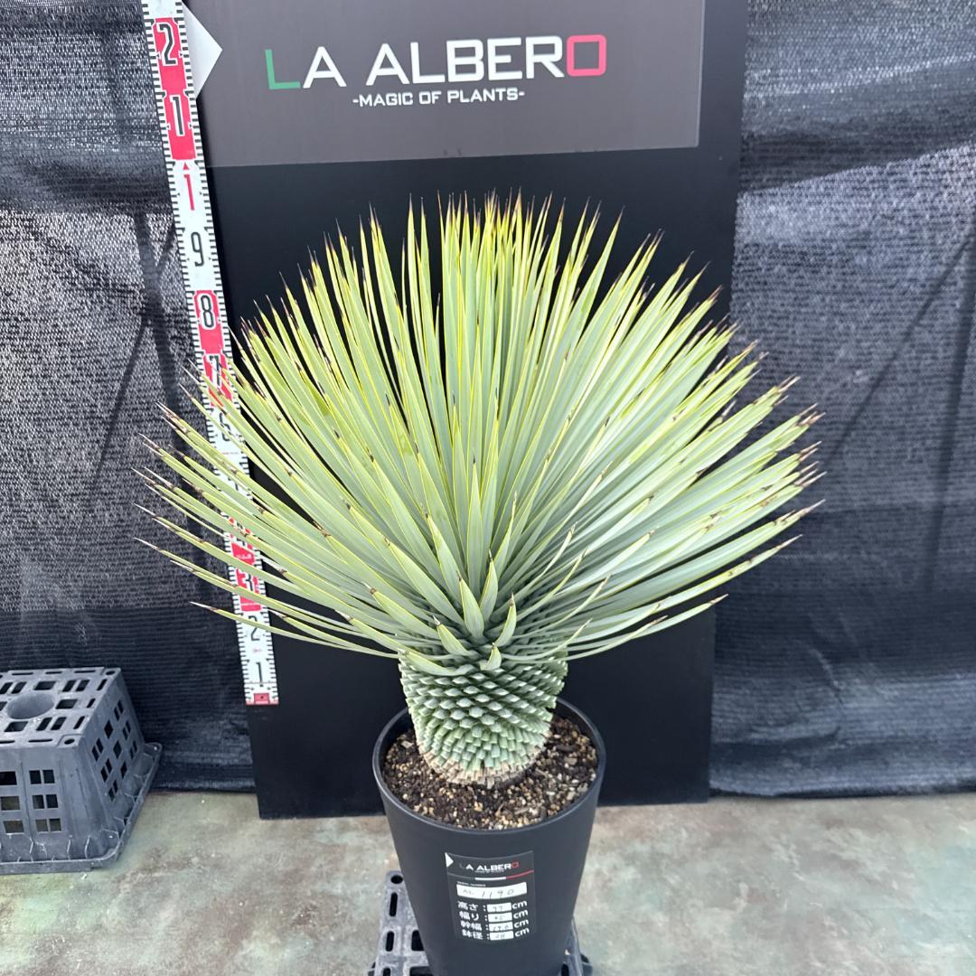 【AL1190】ユッカ　ロストラータ シルバーブルー　超美形　極太　感動個体