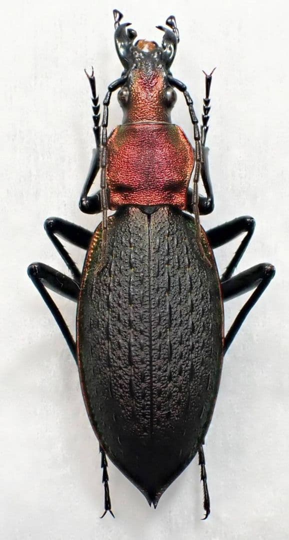 カブリモドキ　飼育交雑個体③