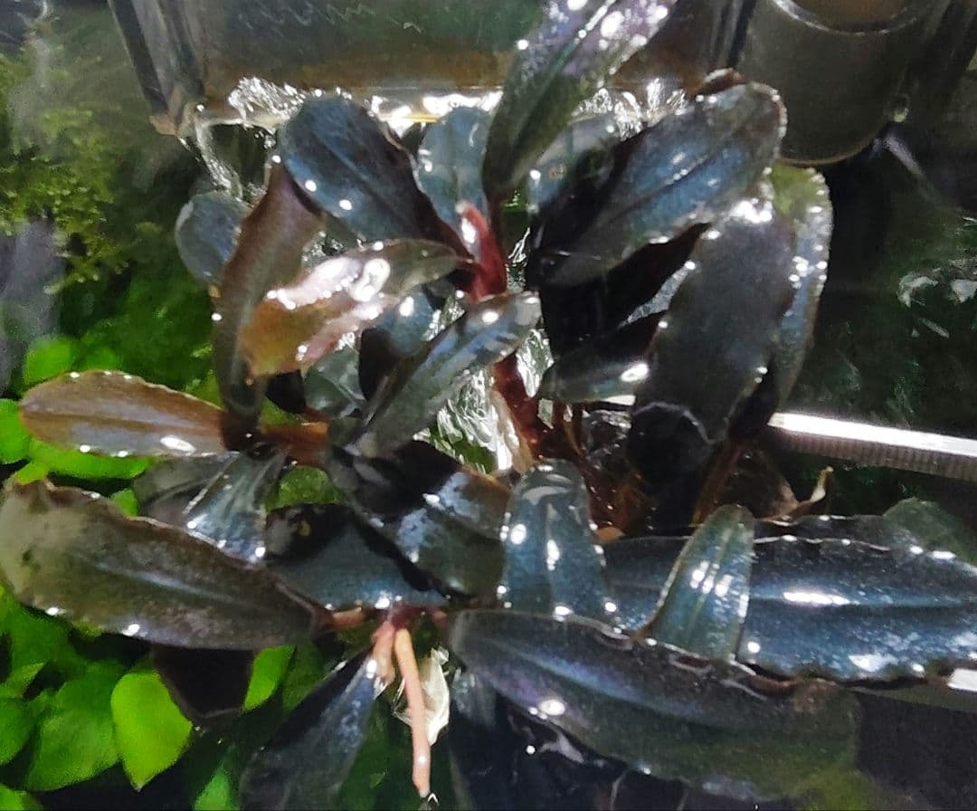 ブセファランドラ・Bucephalandra希少種群生美株セット１セット限定出品