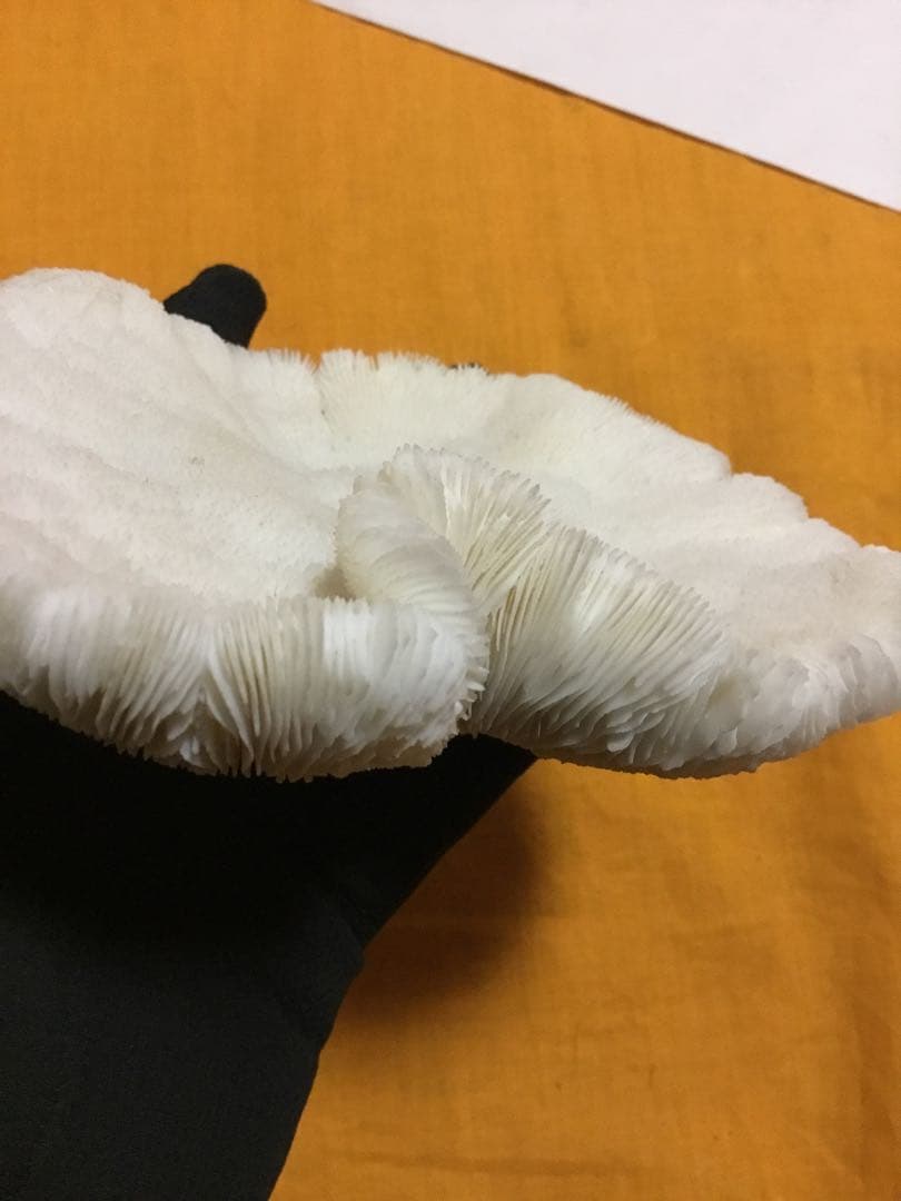 珊瑚の化石でしょうが、❤️なんです。