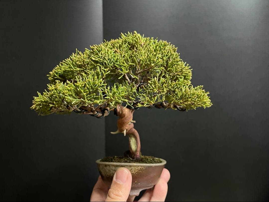 真柏盆栽　糸魚川真柏　古木　捻転幹　小品盆栽　ミニ盆栽　樹高15.5cm