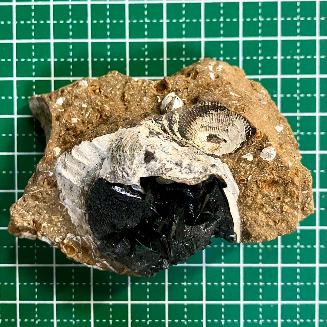 希少 ヴィヴィアナイト シェルフォッシル 藍鉄鉱 貝化石 原石 標本 118g