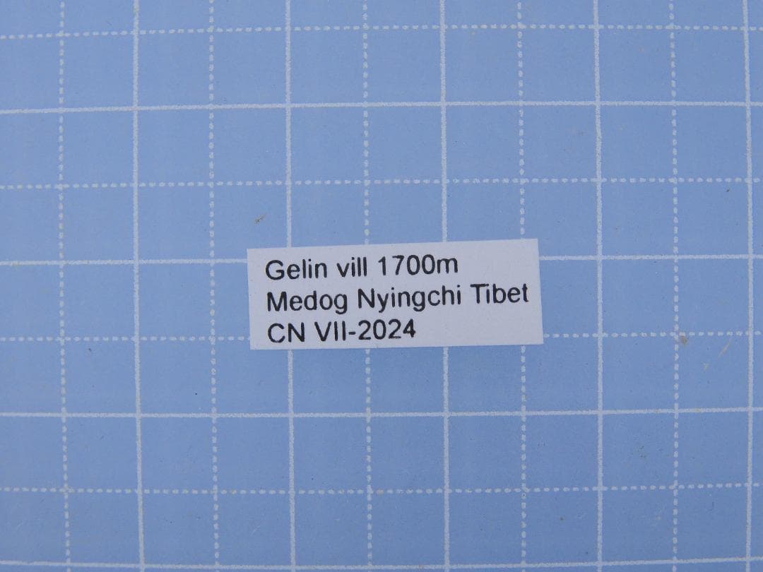 標本 Tibet Tettigoniidae sp. 29mm