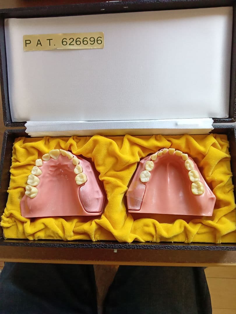 乳歯永久歯交換期模型、永久歯歯列模型