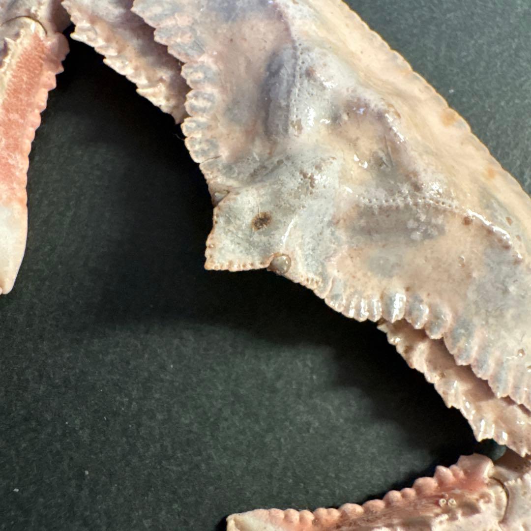 希少生物！？　蟹　カニ　剥製　標本　カワリヒシガニ　ヒシガニ系　甲殻類　自然