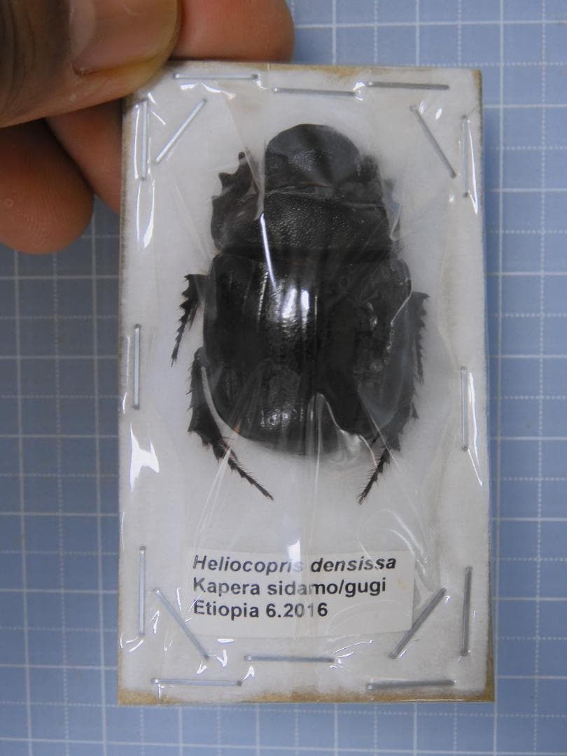 標本 Etiopia Helicopris densissa 35mm