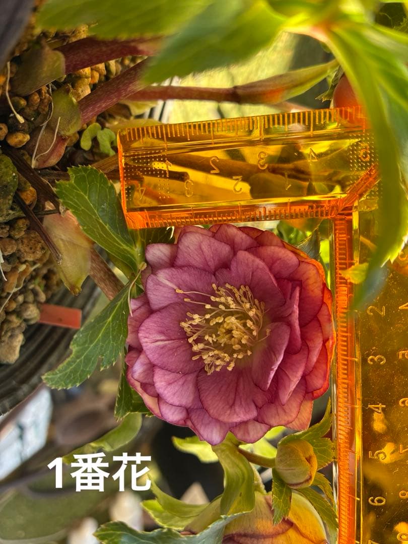 ♡大充実株♡ DDピンクリバーシカップ咲き多花