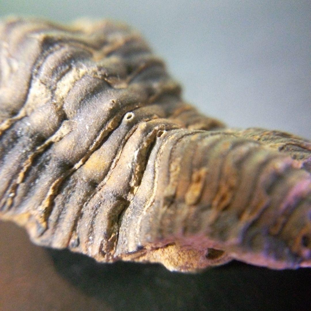 三葉虫　化石　fossil　海　ボリビア産　trilobite　海生動物判別⑫