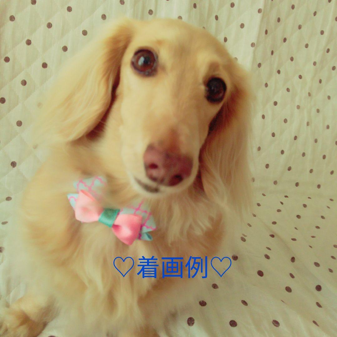 M beaute ♡犬用首輪