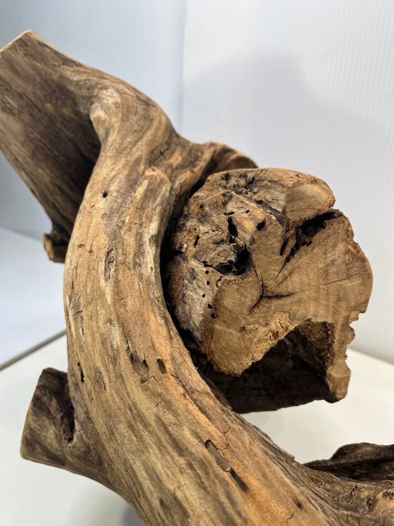 V70特大流木 アク抜き済み流木 爬虫類シェルター 登り木 インテリア 生け花