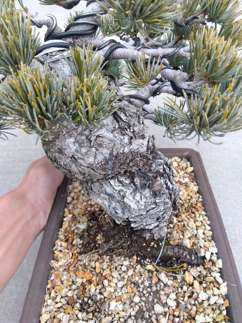 五葉松　盆栽　極太❗良樹形❗8号陶器鉢つき　ゆ