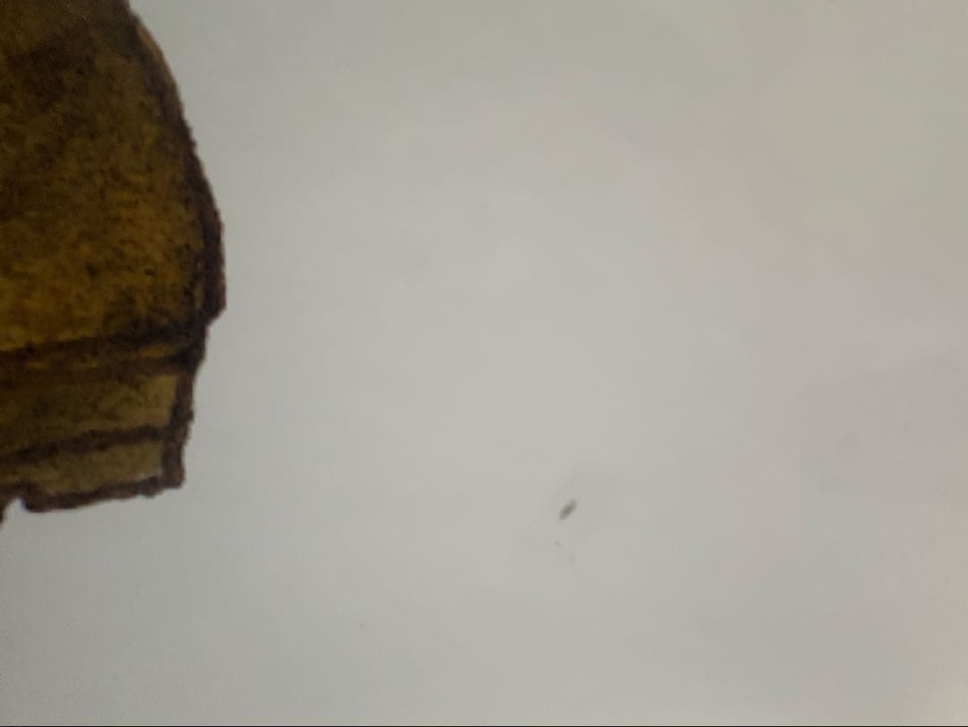 BANANAFISH 等身大パネル アッシュ