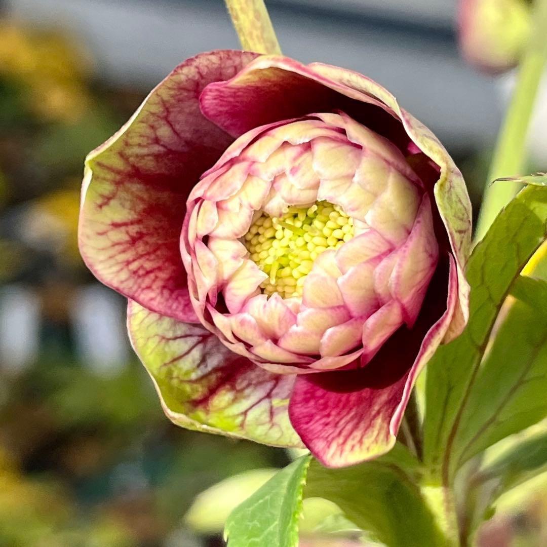 ヒ*イ様 ☘️限定1株☘️未株分け☘️蕾付き☘️3357⭐️アンティークドレスの