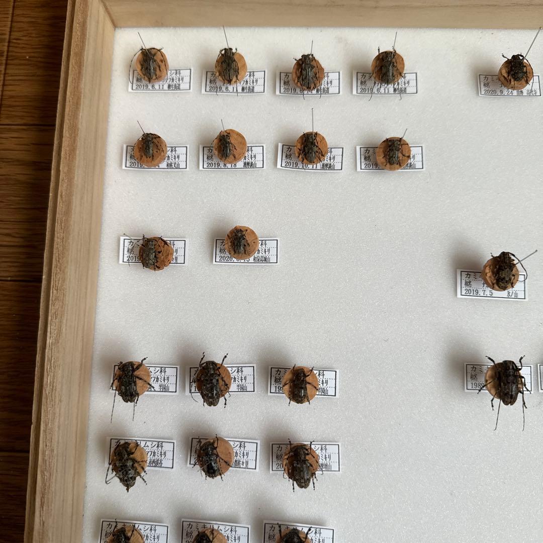カミキリムシ標本❌3
