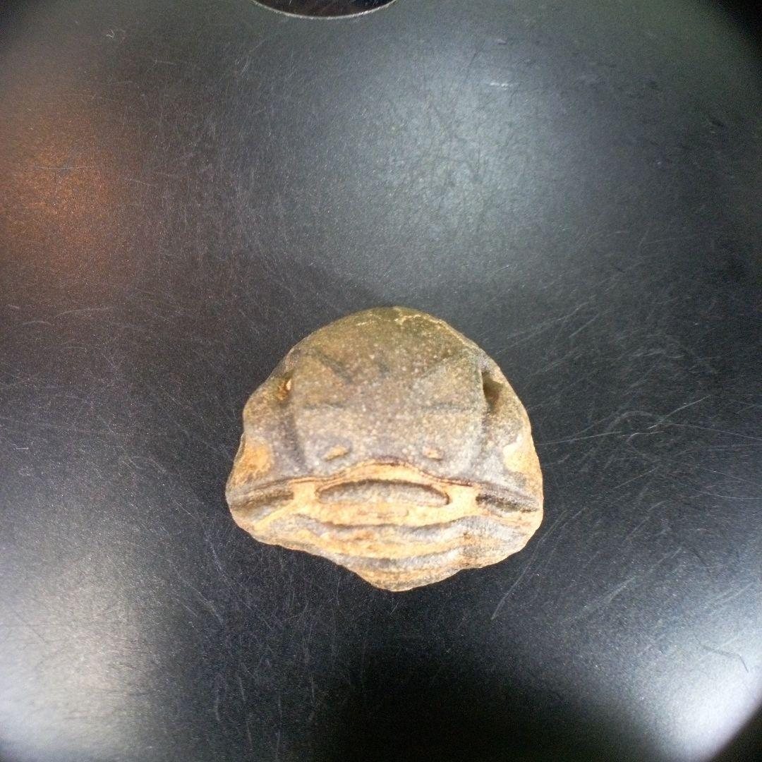 三葉虫　南米産　化石　fossil　ボリビア産　trilobite　南米化石郡④