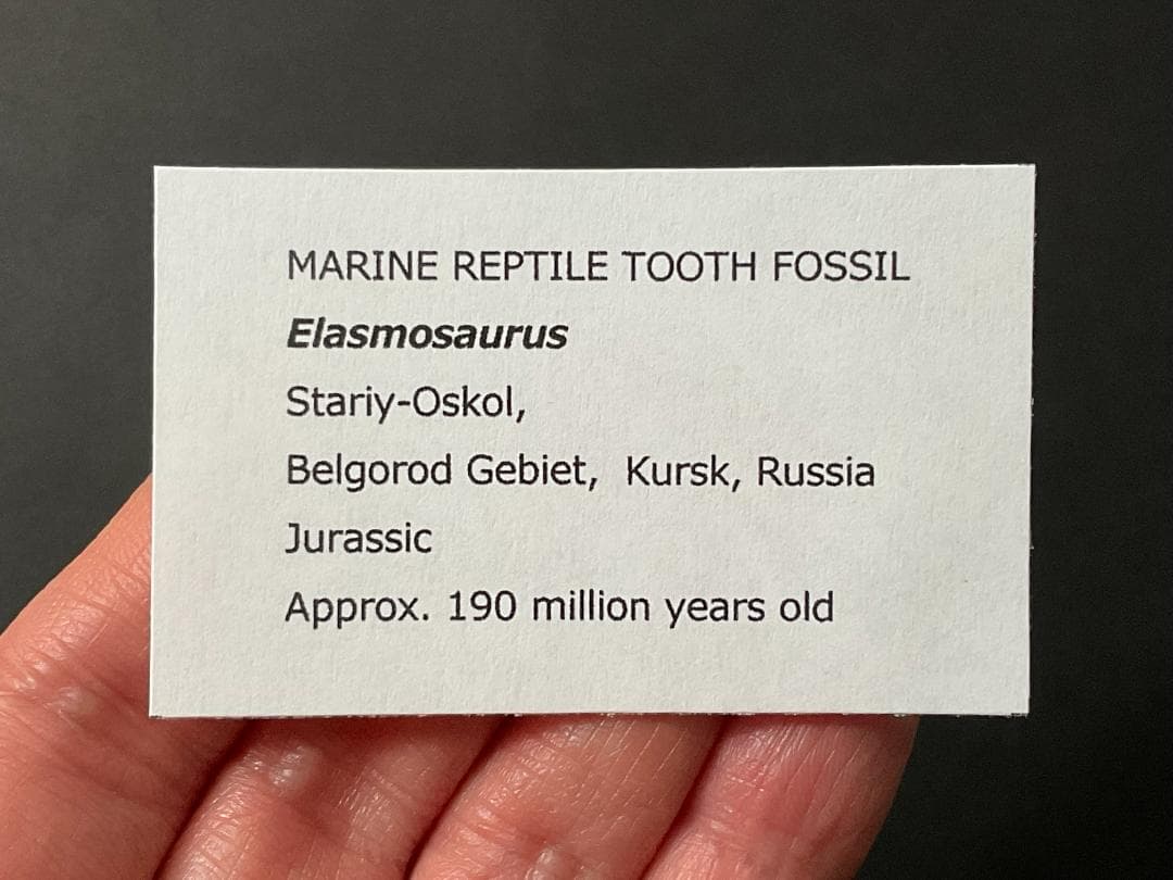 恐竜の歯 [DS361] エラスモサウルス 化石 希少 ベリーレア