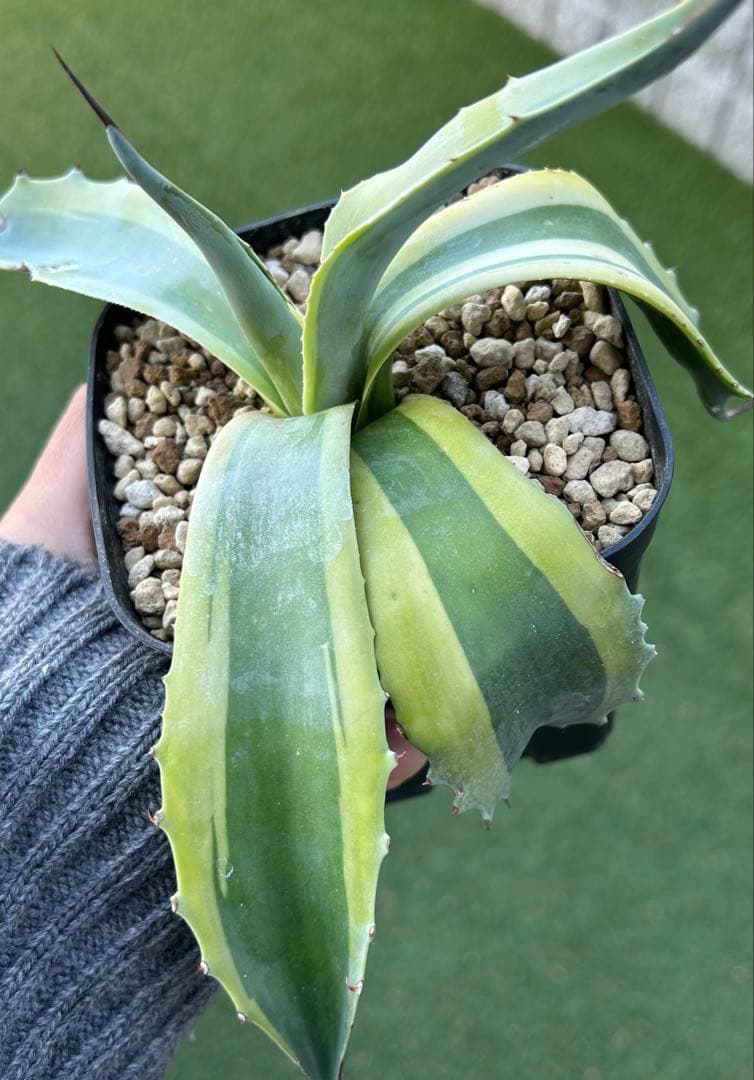 最高峰SS級株！感謝祭、鉢付き！発根済み！大株！特大オルカ！極上株！