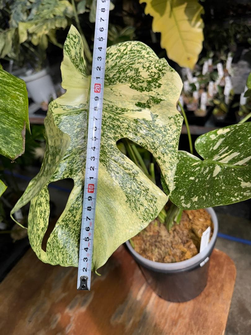 ル*ル様 1モンステラ　タイコンステレーション　スターライト